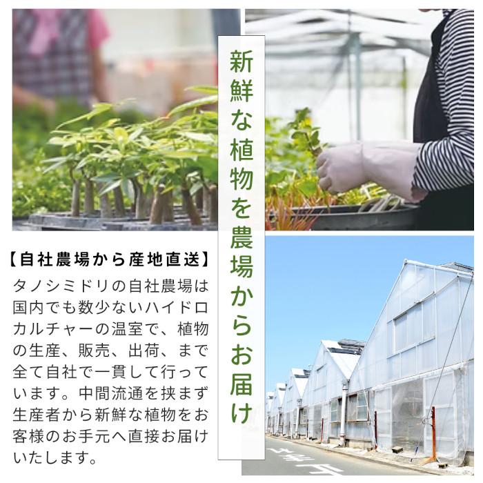 産地直送】 観葉植物 ハイドロカルチャー 品種を選べる パキラ