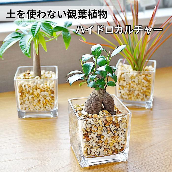 観葉植物 【パキラ ガジュマル サンスベリア ほか、植物が選べる 観葉植物 【パキラ ガジュマル サンスベリア ほか、植物が選べる