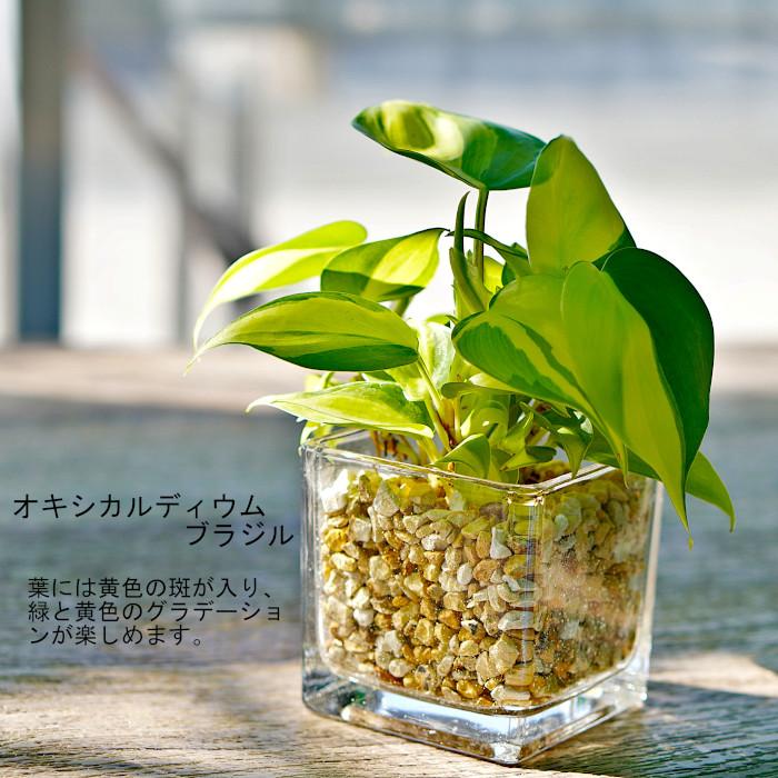 観葉植物 【パキラ ガジュマル サンスベリア ほか、植物が選べる 観葉植物 【パキラ ガジュマル サンスベリア ほか、植物が選べる