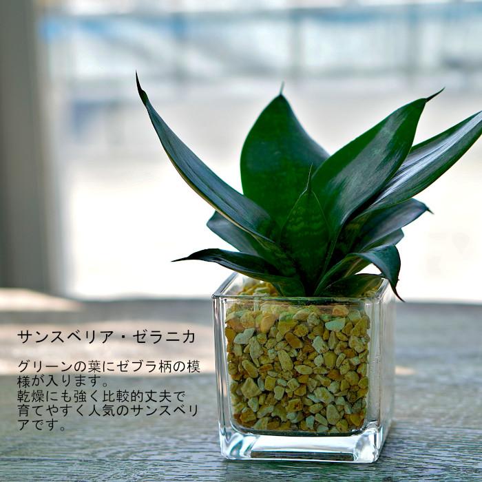 観葉植物 【パキラ ガジュマル サンスベリア ほか、植物が選べる 観葉植物 【パキラ ガジュマル サンスベリア ほか、植物が選べる