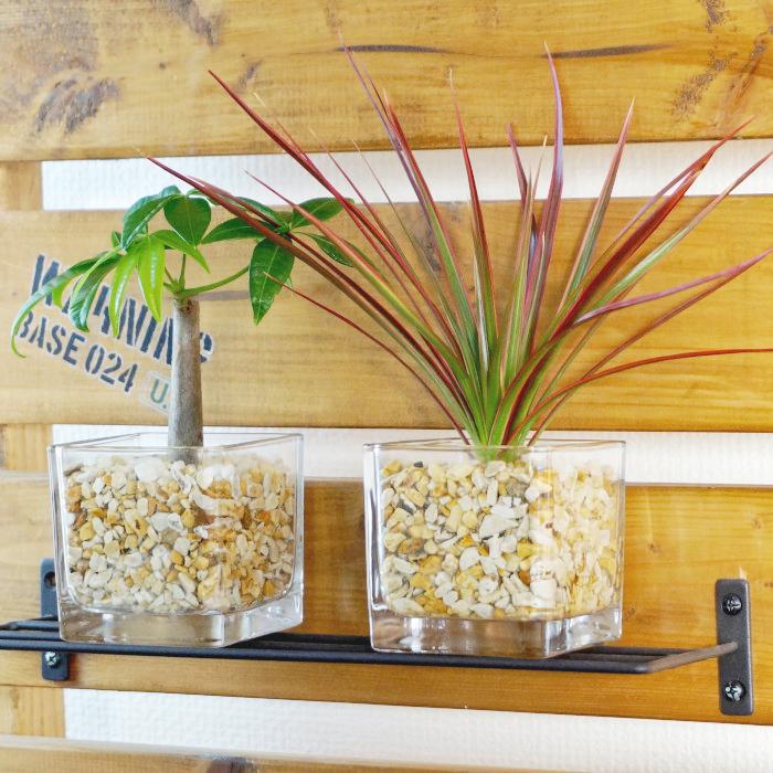 観葉植物 【パキラ ガジュマル サンスベリア ほか、植物が選べる 観葉植物 【パキラ ガジュマル サンスベリア ほか、植物が選べる