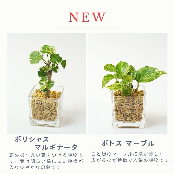 観葉植物 【パキラ ガジュマル サンスベリア ほか、植物が選べる 観葉植物 【パキラ ガジュマル サンスベリア ほか、植物が選べる