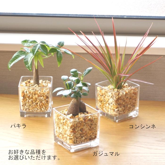 観葉植物 【パキラ ガジュマル サンスベリア ほか、植物が選べる 観葉植物 【パキラ ガジュマル サンスベリア ほか、植物が選べる