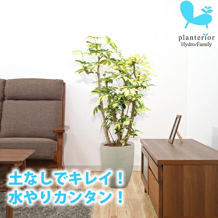 時間指定不可 シェフレラ ゴールデン 送料込み 水やり簡単 ハイドロカルチャー 水位計つき ソーホーラウンド2 樹脂鉢セット 最安値に挑戦 Www Tiebreak Fr