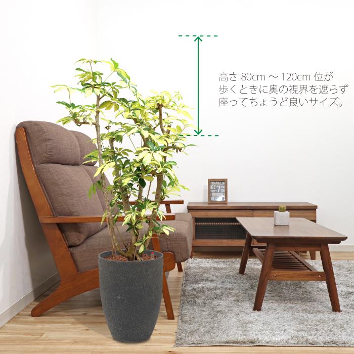 シェフレラ ゴールデン 送料込み 水やり簡単 ハイドロカルチャー 水位計つき ソーホーラウンド2 樹脂鉢セット 観葉植物 休日限定 Ahmedmostafa Us