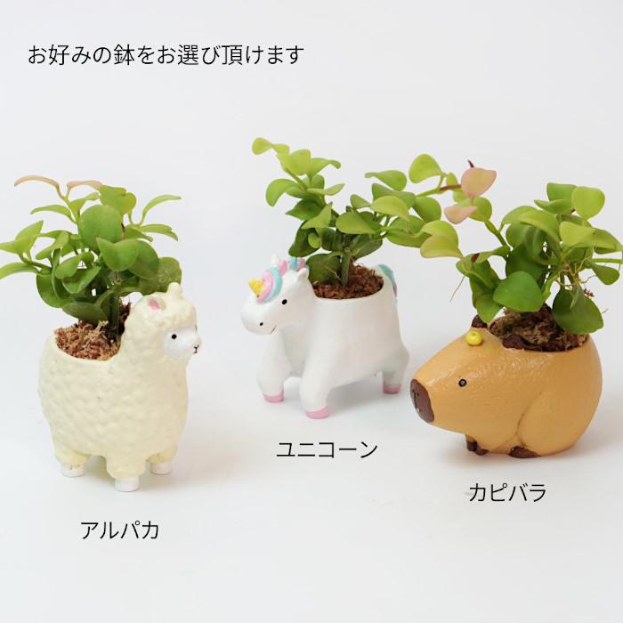 観葉植物 鉢が選べる リプサリス 恐竜鉢 植物セット ハイドロ