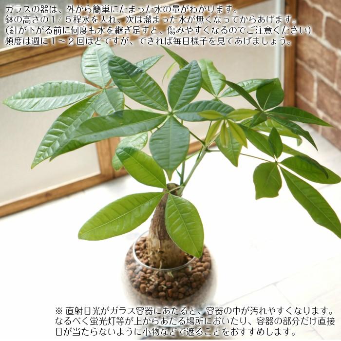 パキラ 水やり簡単 ハイドロカルチャー フローラボールs 1 セット Agr 086 タノシミドリ Yahoo 店 通販 Yahoo ショッピング