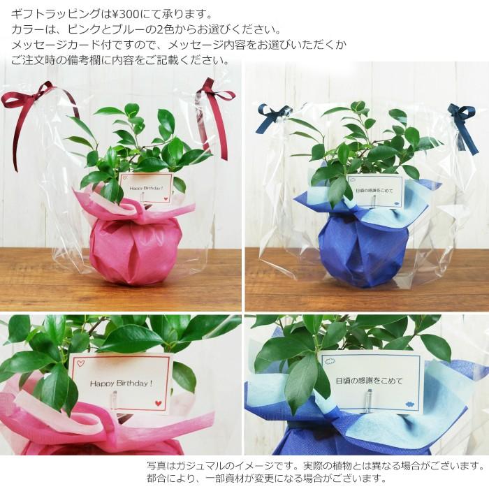 パキラ 水やり簡単 ハイドロカルチャー フローラボールs 1 セット Agr 086 タノシミドリ Yahoo 店 通販 Yahoo ショッピング