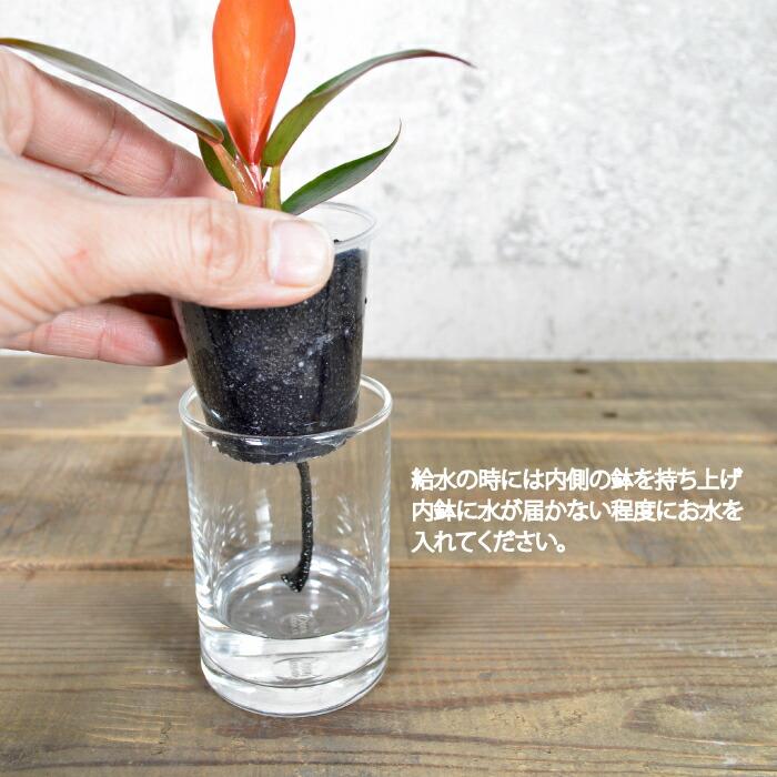 観葉植物 【 パキラ サンスベリア フィロデンドロン ほか いろいろ