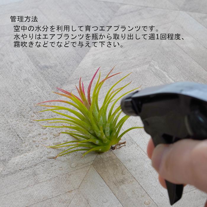 エアプランツ コルクびん テラリウムボトル M 植物セット チランジア