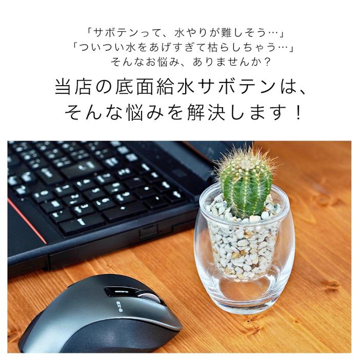 サボテン 【セレウス ウチワサボテン ハクリュウマル マグニフィカス