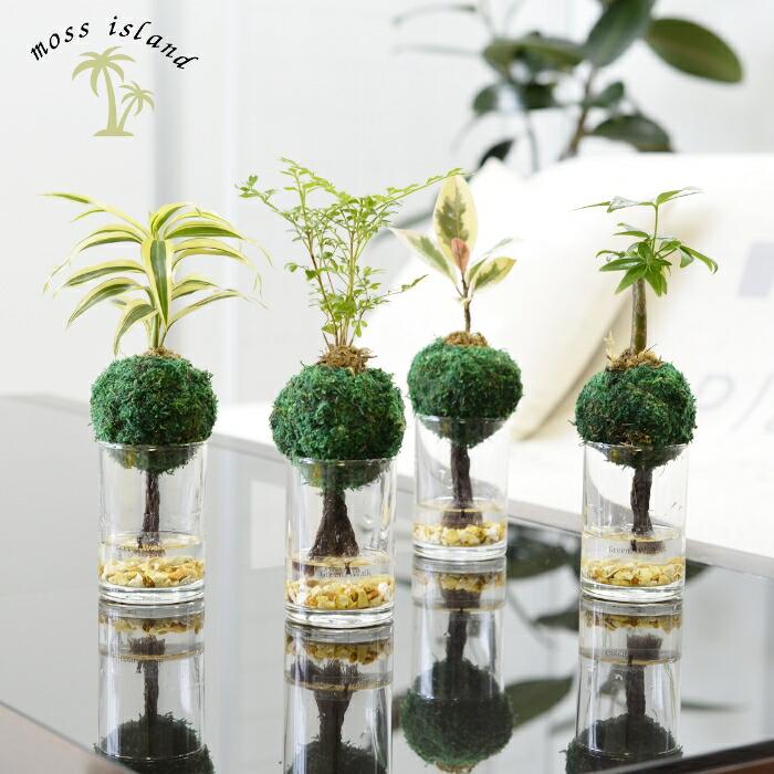 観葉植物 【パキラ トネリコ サンデリアーナ ほか、植物が選べる】 ハイドロカルチャー ミニ観葉 モスアイランド ゼオライト 入り 苔玉 植物セット（Yahoo!・タノシミドリ Yahoo!店）