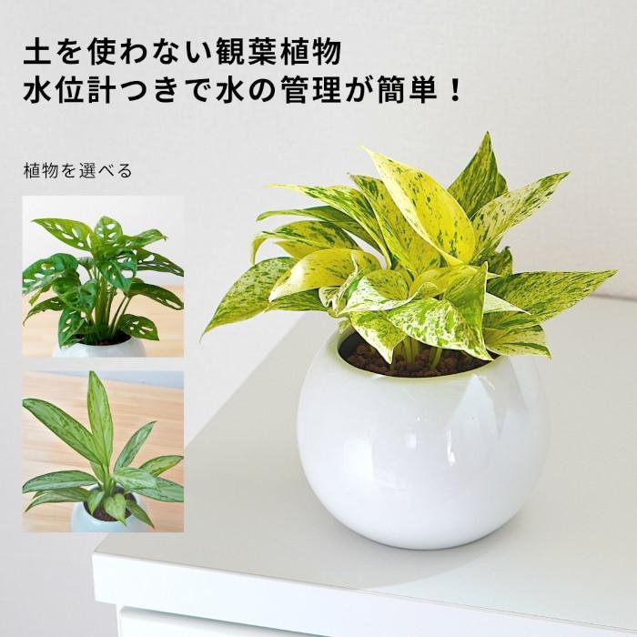 観葉植物 植物が選べる【ポトス トネリコ アグラオネマ アンスリウム 】 水位計つき 水やり簡単！ ハイドロカルチャー ピュアボウルLL陶器鉢セット ミニ観葉（Yahoo!・タノシミドリ Yahoo!店）