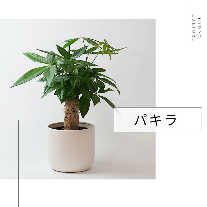 ガラス鉢　（外側緑・中側乳白色）M980 ガラス鉢 （外側緑・中側乳白色）M980