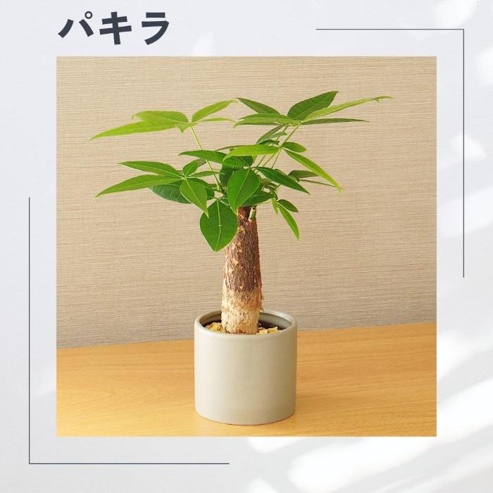 観葉植物 ハイドロカルチャー【パキラ ガジュマル アルテシマ