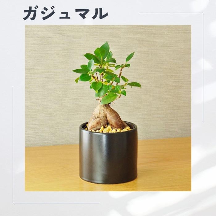 観葉植物 ハイドロカルチャー【パキラ ガジュマル アルテシマ ほか、植物が選べる】 モノトーン90 植物セット ゼオライト マルチング レカトン 小さい 小型 ミニ |  | 07