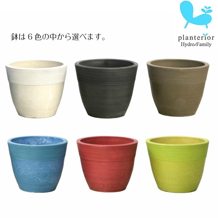 ガジュマル 観葉植物 ハイドロカルチャー 鉢色が選べる ストーンウッドポットｌ 水位計付き Asw L01 017 タノシミドリ Yahoo 店 通販 Yahoo ショッピング