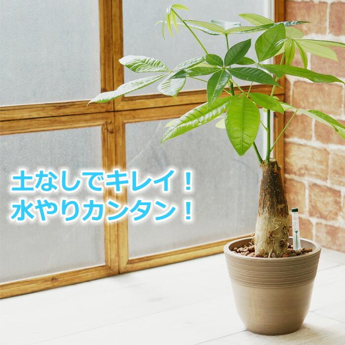 パキラ 観葉植物 ハイドロカルチャー 鉢色が選べる ストーンウッドポットｌ 水位計付き Asw L01 086 タノシミドリ Yahoo 店 通販 Yahoo ショッピング