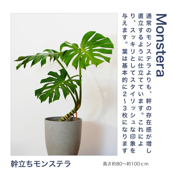 観葉植物 大型 【モンステラ ウンベラータ サンスベリア アルテシマ 
