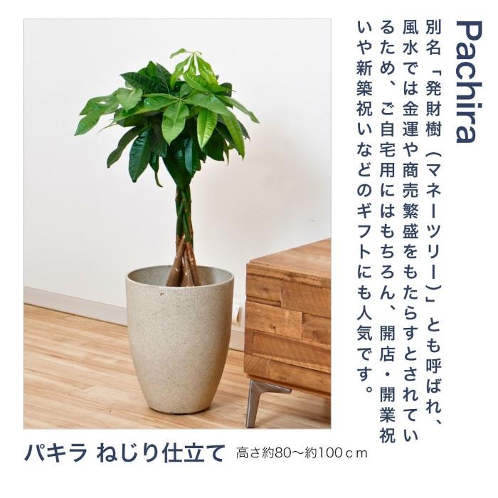 観葉植物 大型 【モンステラ ウンベラータ サンスベリア アルテシマ