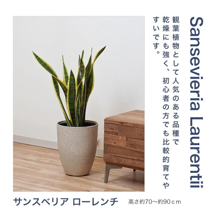 観葉植物 大型 【モンステラ ウンベラータ サンスベリア アルテシマ
