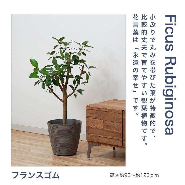観葉植物 大型 【モンステラ ウンベラータ サンスベリア アルテシマ 