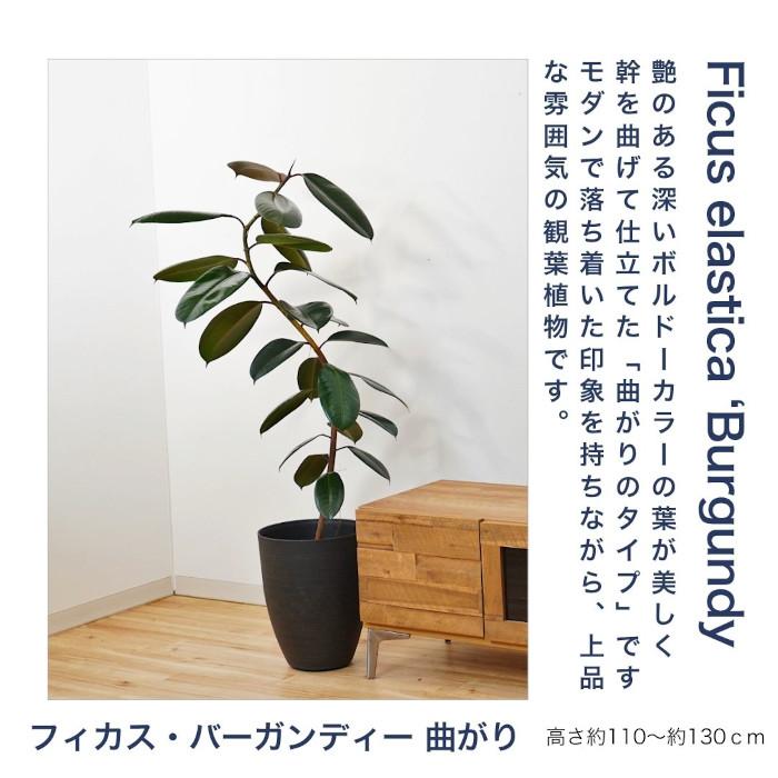 観葉植物 大型 【モンステラ ウンベラータ サンスベリア アルテシマ 