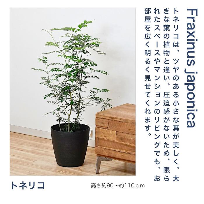 観葉植物 大型 【モンステラ ウンベラータ サンスベリア アルテシマ