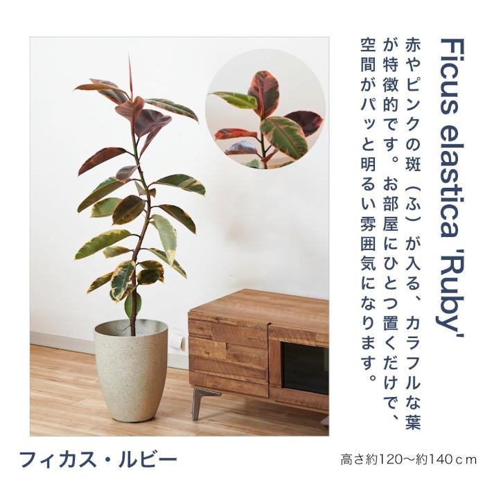 観葉植物 大型 【モンステラ ウンベラータ サンスベリア アルテシマ 