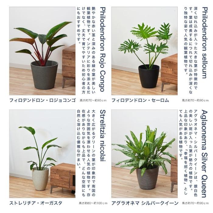 観葉植物 大型 【モンステラ ウンベラータ サンスベリア アルテシマ 