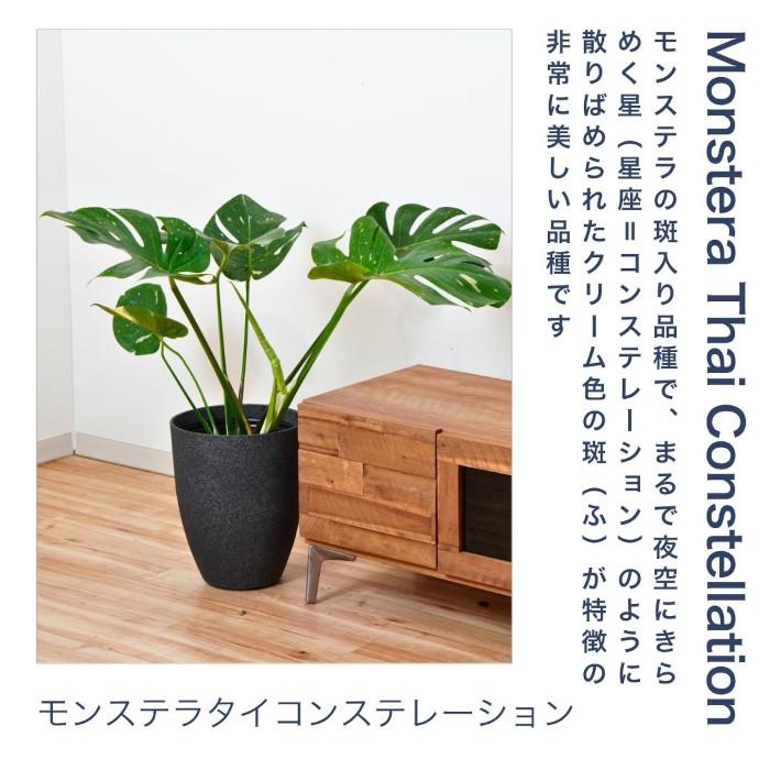 現品　モンステラ　オーレア　マルマラータ　9番　斑入り　観葉植物　インテリア 観葉植物 大型 【モンステラ ウンベラータ サンスベリア アルテシマ