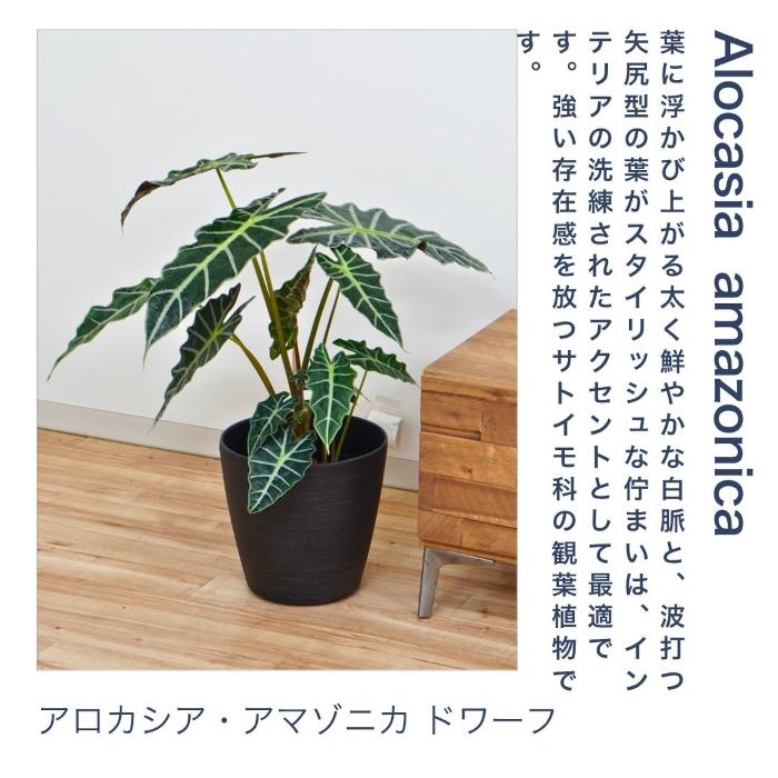 観葉植物 大型 【モンステラ ウンベラータ サンスベリア アルテシマ