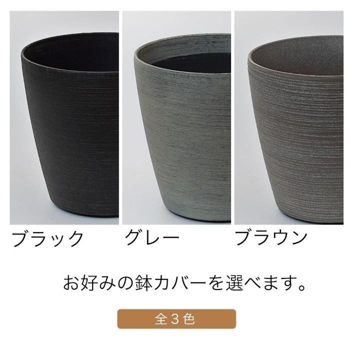 観葉植物 大型 【モンステラ ウンベラータ サンスベリア アルテシマ