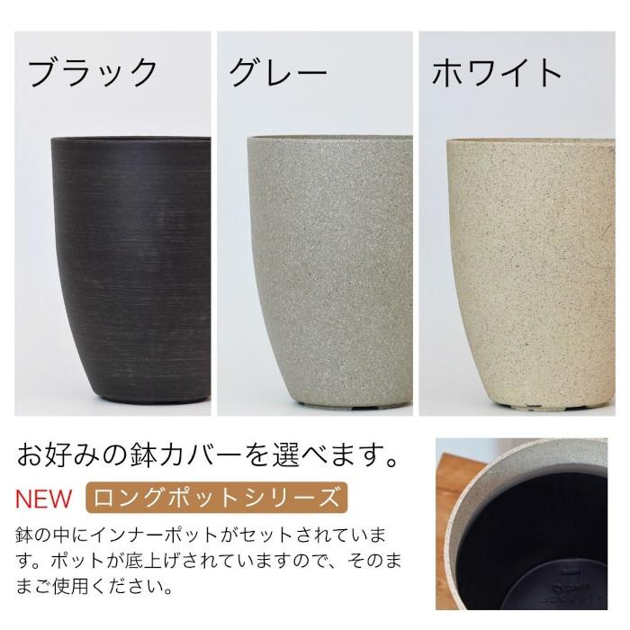 観葉植物 大型 【モンステラ ウンベラータ サンスベリア アルテシマ 