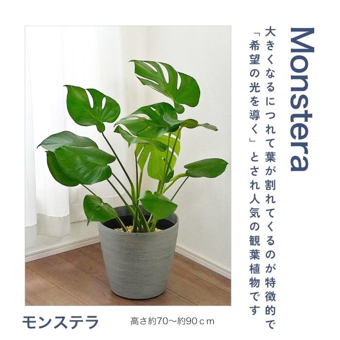 観葉植物 大型 【モンステラ ウンベラータ サンスベリア アルテシマ
