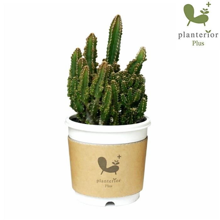 セレウス 2寸 サボテン 多肉 観葉植物 : タノシミドリ Yahoo!店 - 通販