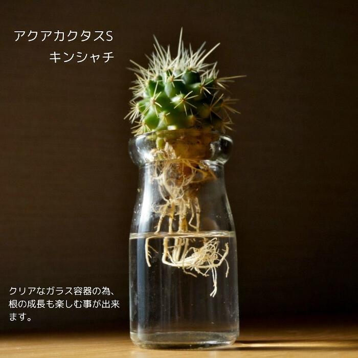 観葉植物 ハイドロカルチャー サボテン アクアカクタスS 植物セット