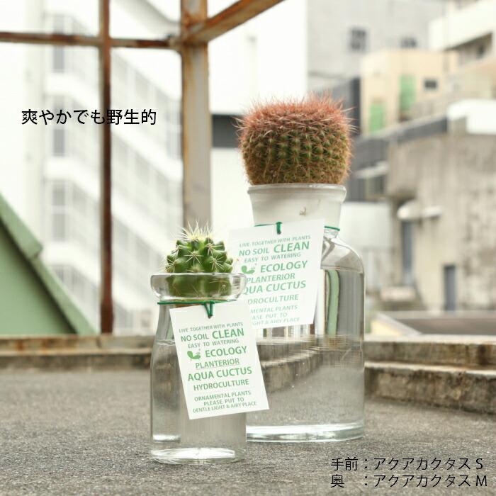 観葉植物 ハイドロカルチャー サボテン アクアカクタスS 植物セット