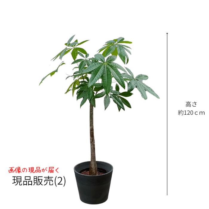 オーダー】ぬい服 BON BON 高橋さん 帽子3点