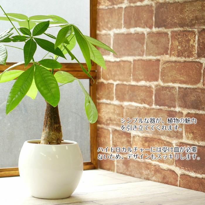 売り切れ必至 パキラ 送料込み 水やり簡単 ハイドロカルチャー 水位計つき ピュアボウルll陶器鉢セット Aynaelda Com