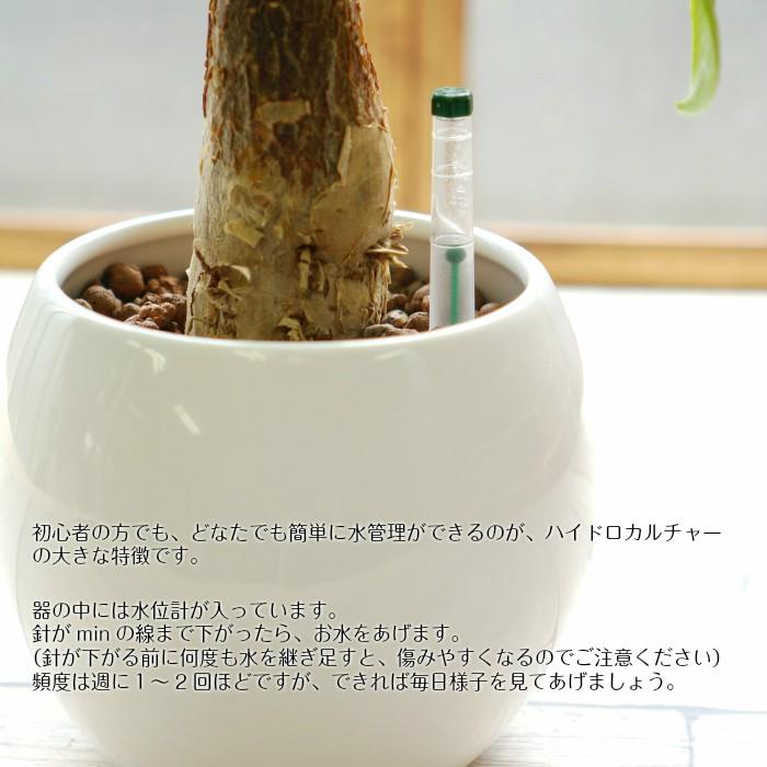 100 本物保証 パキラ 送料込み 水やり簡単 ハイドロカルチャー 水位計つき ピュアボウルll陶器鉢セット Aynaelda Com