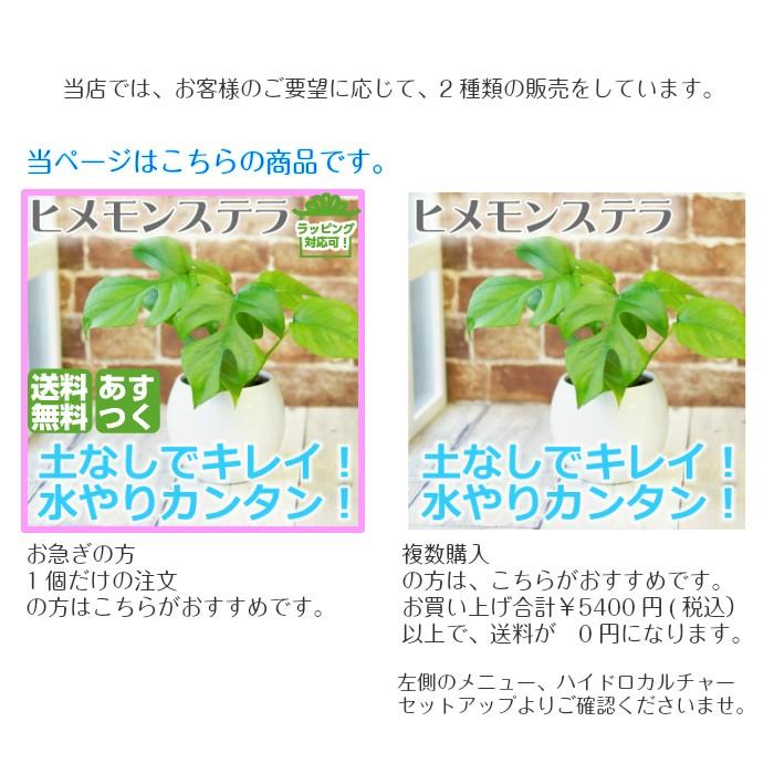 パキラ 送料込み 水やり簡単 ハイドロカルチャー 水位計つき ピュアボウルll陶器鉢セット Gf Ase 312 086 タノシミドリ Yahoo 店 通販 Yahoo ショッピング