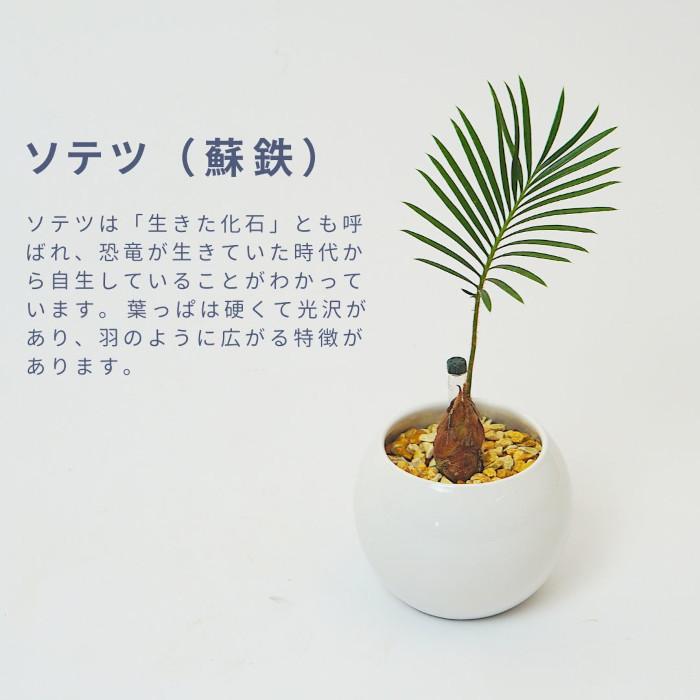 観葉植物 【パキラ ガジュマル ポトス ほか、植物が選べる 観葉植物 【パキラ ガジュマル ポトス ほか、植物が選べる