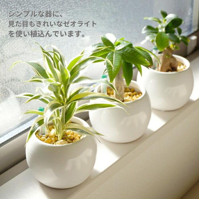 観葉植物 観葉植物 【パキラ ガジュマル ポトス アロマティカス植物が
