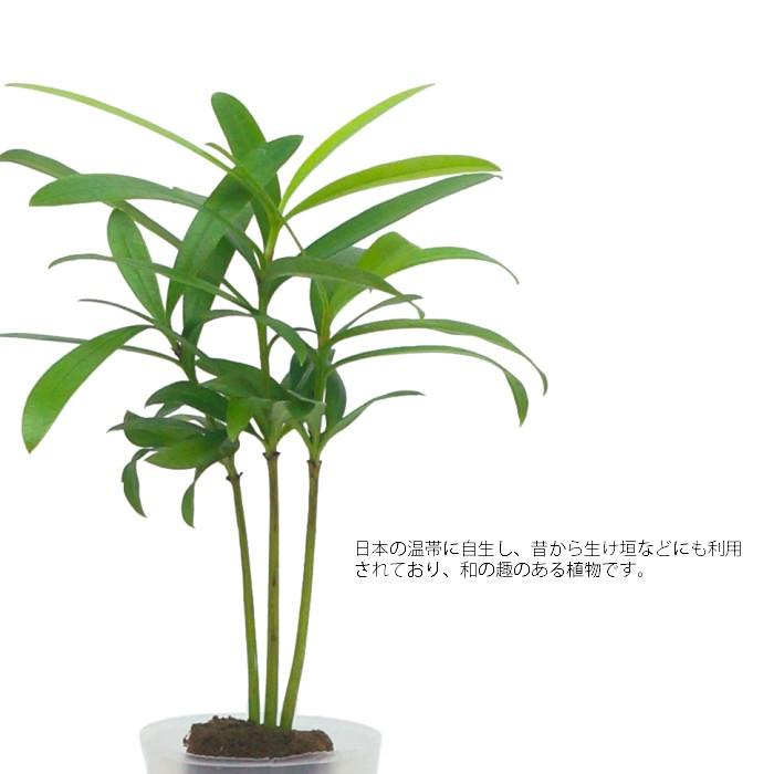 観葉植物 ハイドロカルチャー 苗 イヌマキ プチサイズ １寸 Ghe 030 008 タノシミドリ Yahoo 店 通販 Yahoo ショッピング