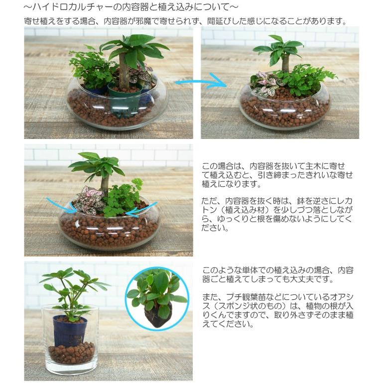 観葉植物 ハイドロカルチャー 苗 オキシカルディウム ブラジル プチサイズ １寸 Ghe 030 015 タノシミドリ Yahoo 店 通販 Yahoo ショッピング