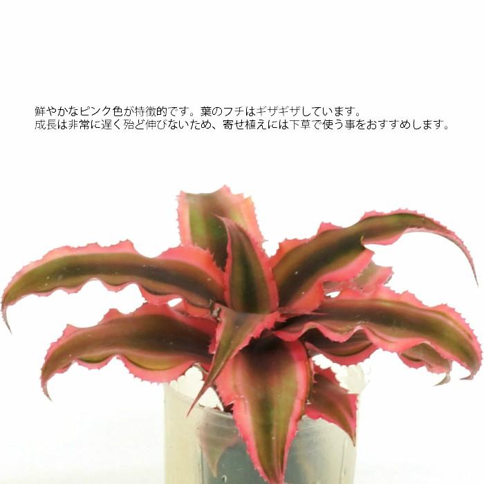 観葉植物 ハイドロカルチャー 苗 クリプタンサス ピンク プチサイズ １寸 Ghe 030 022 タノシミドリ Yahoo 店 通販 Yahoo ショッピング