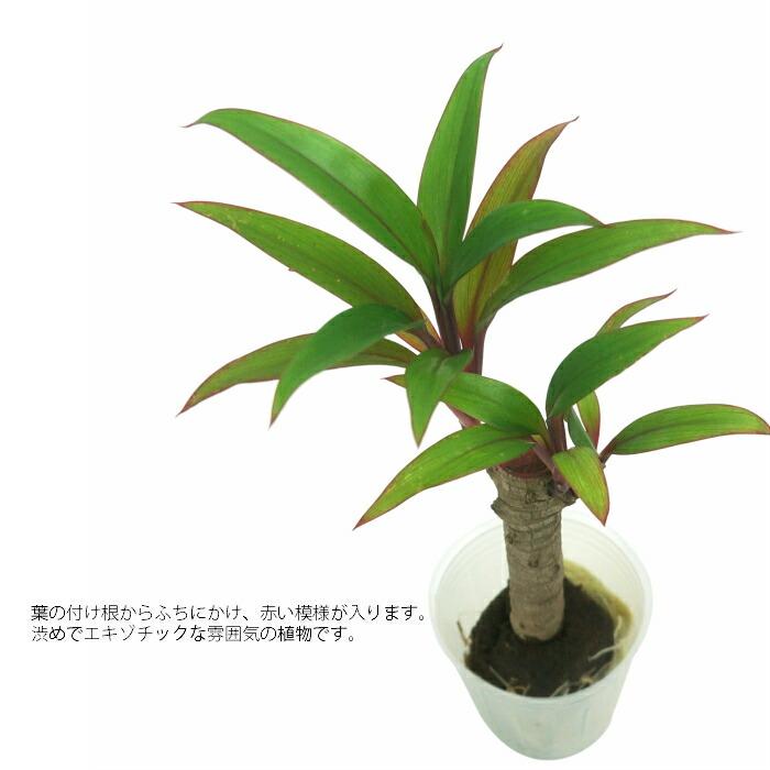 観葉植物 ハイドロカルチャー 苗 コルディリネ パープルコンパクタ 