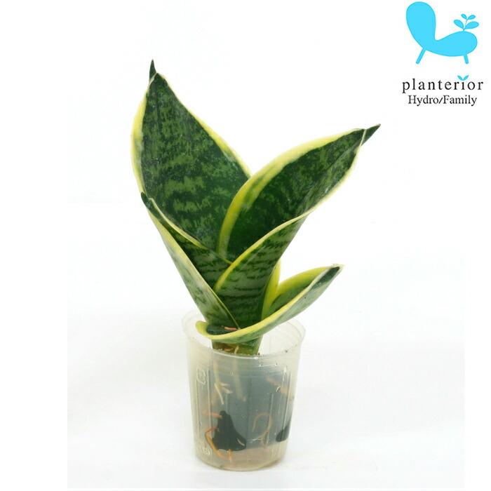 観葉植物 ハイドロカルチャー 苗 サンスベリア グリーングランデ プチサイズ １寸 Ghe 030 039 タノシミドリ Yahoo 店 通販 Yahoo ショッピング
