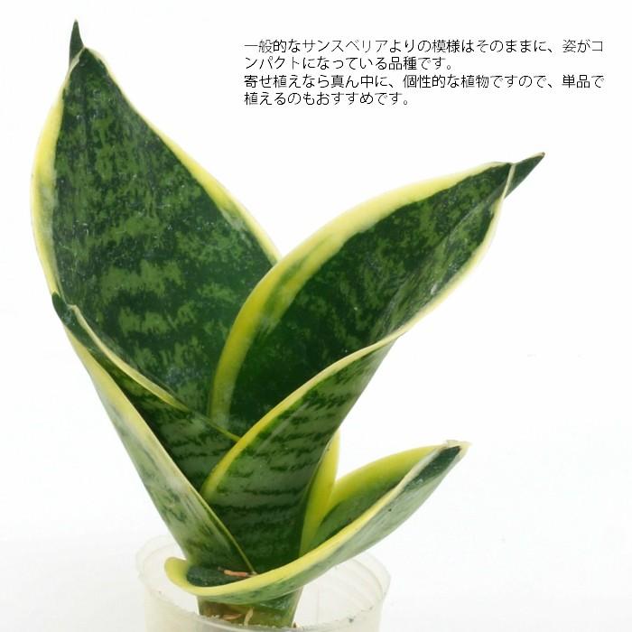 観葉植物 ハイドロカルチャー 苗 サンスベリア グリーングランデ プチサイズ １寸 Ghe 030 039 タノシミドリ Yahoo 店 通販 Yahoo ショッピング